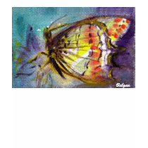 BUTTERFLY t-shirts