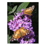 Butterfly Twins ~ postcard