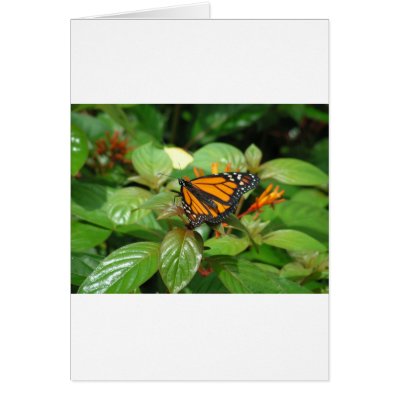 butterfly up close II Cards