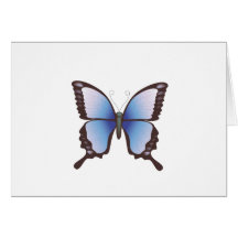 Butterfly: Vector Illustration: Cards