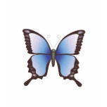 Butterfly: Vector Illustration: t-shirts