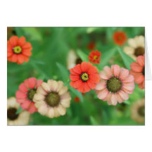 Butterfly View - Red Daisy Flowers Greeting Card