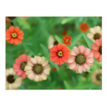 Butterfly View - Red Daisy Flowers Postcard postcards