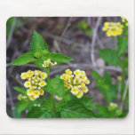 Butterfly Weed Mousepad