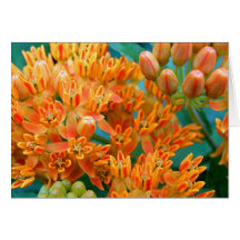 Butterfly Weed Note Card