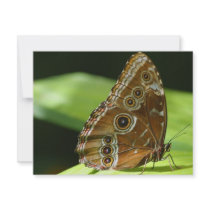 Butterfly Wings invitations