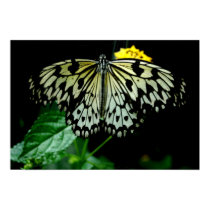 BUTTERFLY  WINGS posters