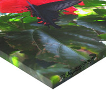 Butterfly with flower stretched canvas print