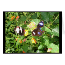 Butterfly World cards