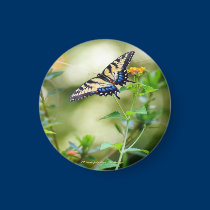 Butterfly World magnets