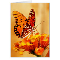 Butterfly & Zinnia cards