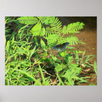 ButterflyOnFern Posters