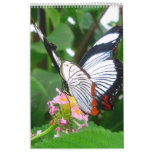 Butterfly's Calendars