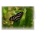 butterflysoft copy cards
