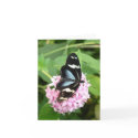 Butterly 3 note card by grammasue319 Butterly 3 note card
