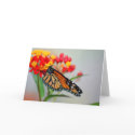 Butterly & Flower Designer Note Cards