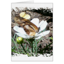 Butterly on flower cards by ftord227 Butterly on flower cards