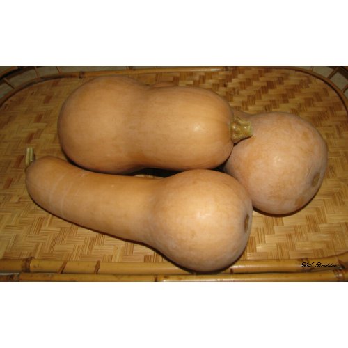 Butternut Squash print