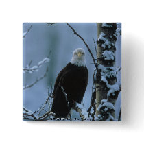 Button / Bald Eagle in Snow