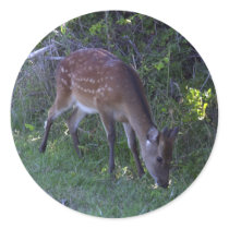 Button Buck Grazing Sticker