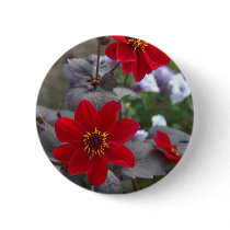 Button  Dahlia