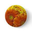 Button, "Orange and Yellow African Daisies" by Florabunda Button, "Orange and Yellow African Daisies"