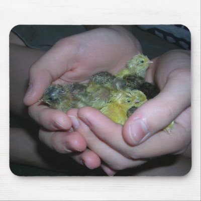 button quail pictures