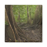 Buttress Roots. Rainforest, Mapari Rupununi, 2 magnets