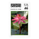 Buu Mon Buddhist Gardens water lilie postage