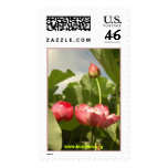 Buu Mon Temple Garden Lotus postage