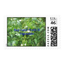 Buy Local Fruits & Vegetables - Stamps