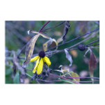 Late Autumn wild-flowers waning serve as a subtle reminder of the coming season. One of several photos taken in mid October at Heckrodt Wetland Nature Reserve. Buy Original Art Photography Prints