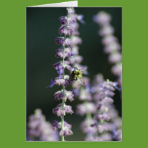 Buzy Bee Card
