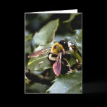 Buzz cards