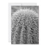 Buzz Cut Cactus (AZ Sonoran Desert) Invite