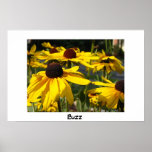 Buzz Posters
