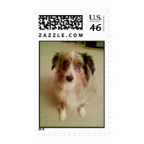 Buzz the Dog Stamp