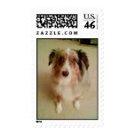 Buzz the Dog Stamp