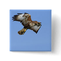 Buzzard  1 pin