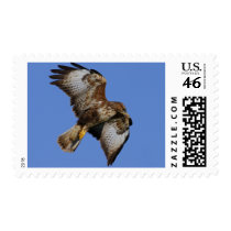 Buzzard 2 postage by Welshpixels Buzzard 2 postage