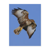 Buzzard  2 post card