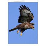 Buzzard  3 cards