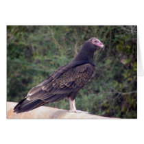 Buzzard - Glad you're feeling better Cards