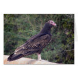 Buzzard - Glad you're feeling better Cards