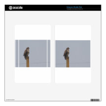 Buzzard Kindle Fire Skin