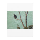 buzzard on stucco postcards