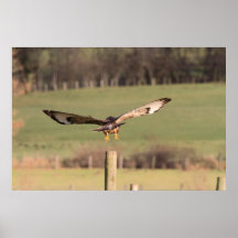 Buzzard Take Off Print