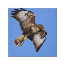Buzzard Wrapped Canvas