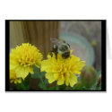 Buzzed 1 cards by shore1 Buzzed 1 cards