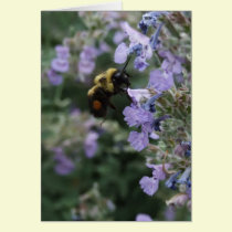 Buzzing Around cards